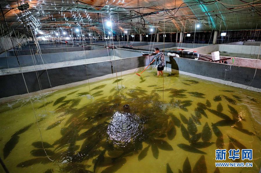 （經濟）（3）特色養(yǎng)殖富農家